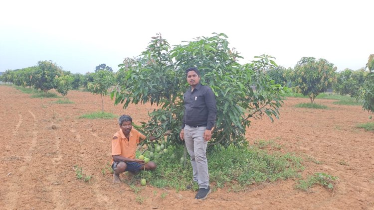 आम की अच्छी पैदावार ने बदली किसान लिबनुस की किस्मत,हो रहा बढ़िया मुनाफा,विस्तार से जानने पढ़ें पूरी खबर