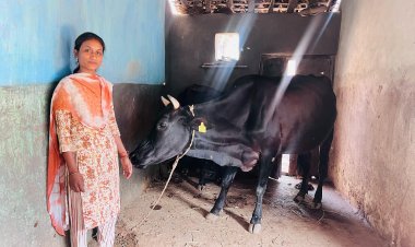 उन्नत नस्ल के गाय पालन ने बदली सरस्वती की किस्मत : दूध बेचकर प्रतिमाह लगभग ₹20,000 की आय कर रही अर्जित