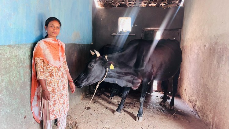 उन्नत नस्ल के गाय पालन ने बदली सरस्वती की किस्मत : दूध बेचकर प्रतिमाह लगभग ₹20,000 की आय कर रही अर्जित