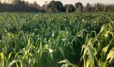 सफलता की कहानी : किसान अरूण ने गर्मी के मौसम में धान के बदले दलहन तिलहन और मक्का की कर रहे खेती