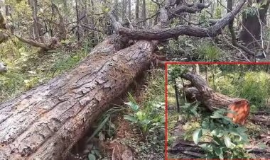 बलरामपुर जिले के ग्राम कंडा के लोगों का आरोप है कि सेमरसोत अभ्यारण में पेड़ों की अवैध कटाई और तस्करी की जा रही