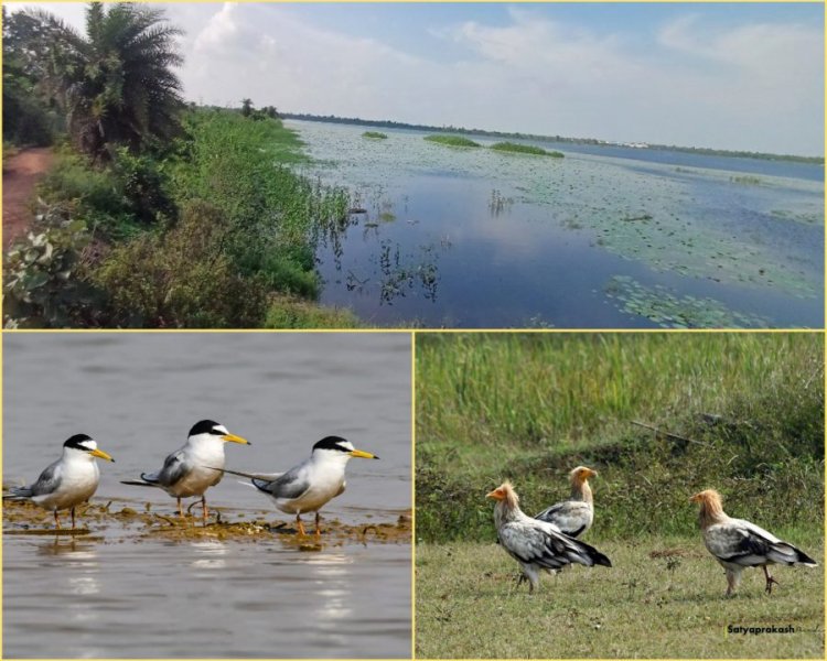 CG: कोपरा जलाशय को मिलेगा रामसर स्थल का दर्जा, राज्य वेटलैंड प्राधिकरण ने भेजा प्रस्ताव