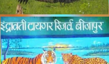 इंद्रावती टाइगर रिजर्व तीन और गिद्धों को जीपीएस लगाकर छोडऩे की कर रही तैयारी