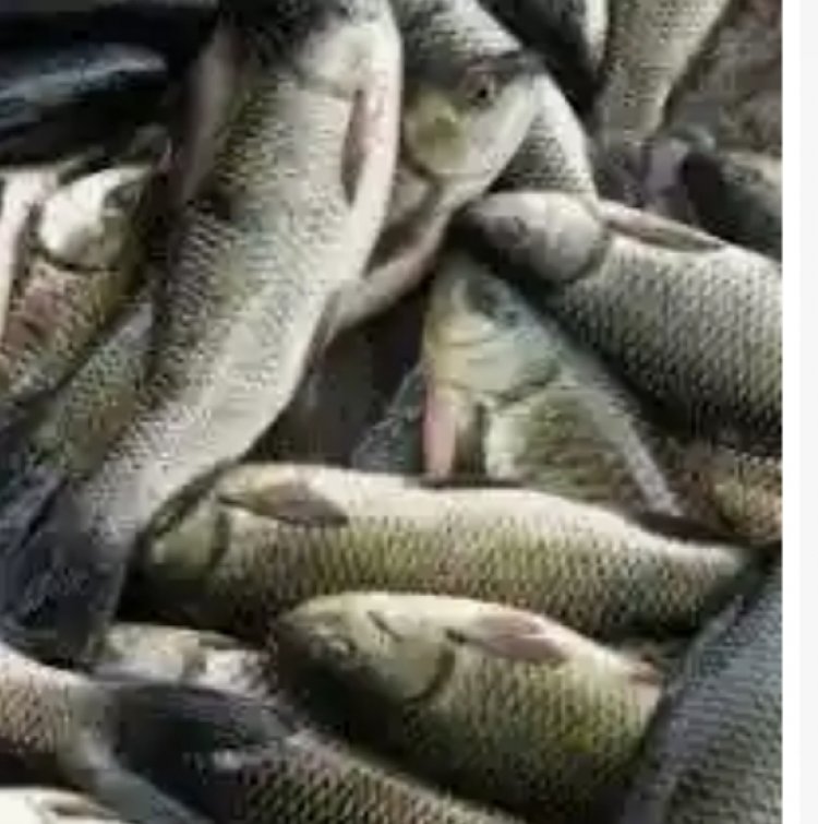 *मत्स्य कृषक एन. एफ. डी. पी. पोर्टल पर पंजीयन कराकर ले सकते हैँ,मत्स्य विभाग के योजनाओं का लाभ*