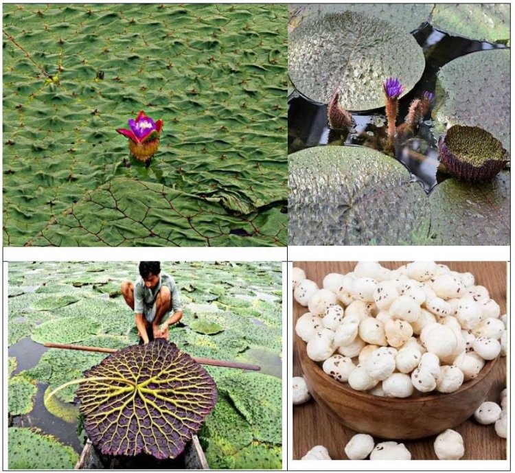 मुख्यमंत्री विष्णु देव साय के प्रयास से छत्तीसगढ़ मखाना बोर्ड में शामिल