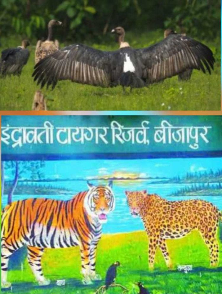 इंद्रावती टाइगर रिजर्व तीन और गिद्धों को जीपीएस लगाकर छोडऩे की कर रही तैयारी