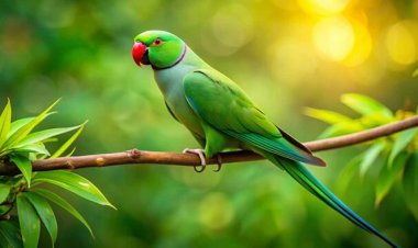 खरगोन से आई बुरी खबर, नर्मदा किनारे 200 तोतों की मौत