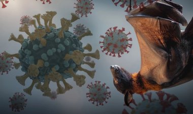 जानलेवा वायरस का अलर्ट! भारत के 4 राज्यों में इस 'Virus' का खौफ, लोगों में हड़कंप, जानें क्यों है यह Corona से भी घातक?