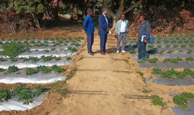 *उद्यानिकी नवाचारों से बढ़ रही किसानों की आय,,स्ट्राबेरी व आयल पाम बने नई पहचान प्रधानमंत्री धन धान्य कृषि विकास योजना के केंद्रीय नोडल अधिकारी ने जिले में उद्यानिकी क्षेत्र में किये जा रहे प्रयासों की प्रशंसा गई*