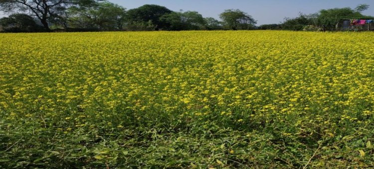 सरसों की खेती से आत्मनिर्भर बनीं बजरहीन बाई गोंड़