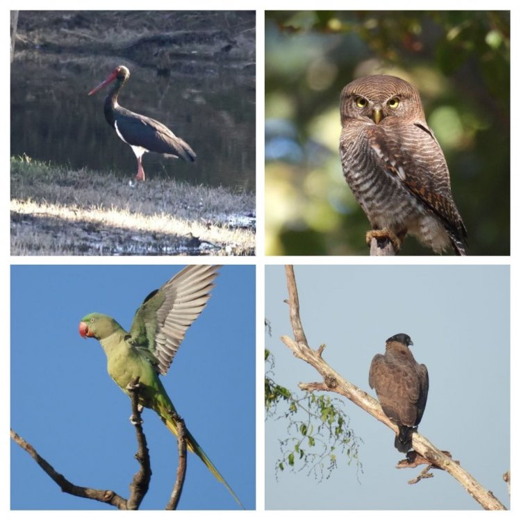200 से अधिक पक्षी प्रजातियाँ दर्ज, 11 राज्यों से पहुँचे प्रतिभागी, बारनवापारा में बर्ड सर्वे संपन्न