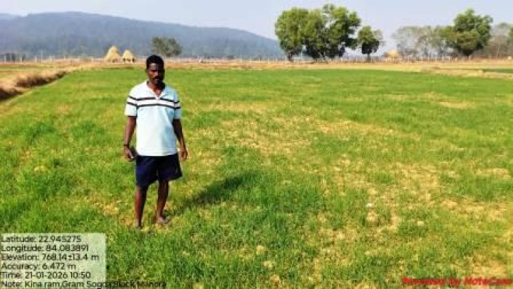 कम लागत, बम्पर पैदावार: गेहूं की खेती को मुनाफे का सौदा कैसे बनाएं?