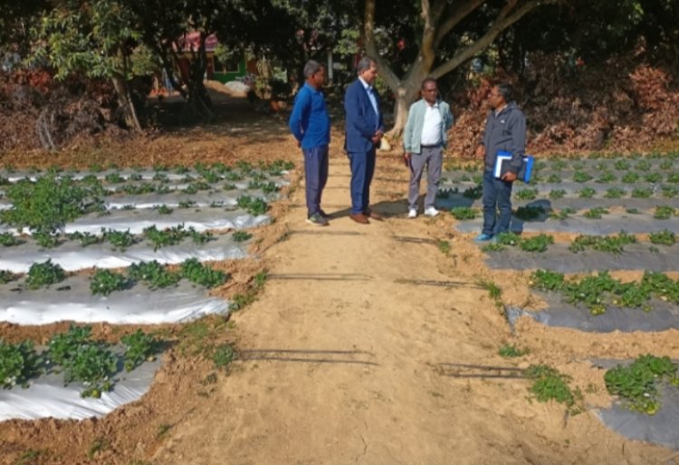 *उद्यानिकी नवाचारों से बढ़ रही किसानों की आय,,स्ट्राबेरी व आयल पाम बने नई पहचान प्रधानमंत्री धन धान्य कृषि विकास योजना के केंद्रीय नोडल अधिकारी ने जिले में उद्यानिकी क्षेत्र में किये जा रहे प्रयासों की प्रशंसा गई*