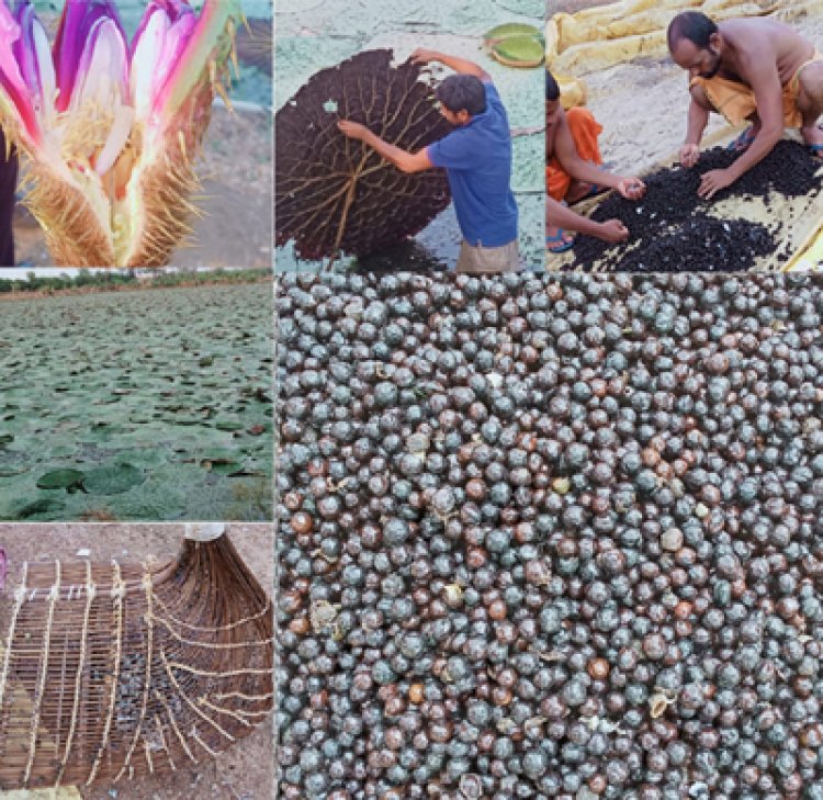 स्पेशल स्टोरी : धमतरी, बालोद, महासमुंद और गरियाबंद जिलों में शुरू हुई मखाना विकास योजना, 178 लाख की राशि स्वीकृत