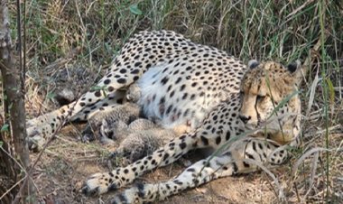 कूनो में ख़ुशी की लहर : मादा चीता गामिनी ने तीन शावकों को दिया जन्म