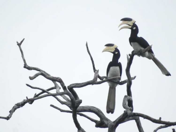 CG : उदंती-सीतानदी टाइगर रिजर्व में हॉर्नबिल रेस्टोरेंट की अनोखी पहल, मालाबार पाइड हॉर्नबिल संरक्षण की दिशा में बड़ा कदम