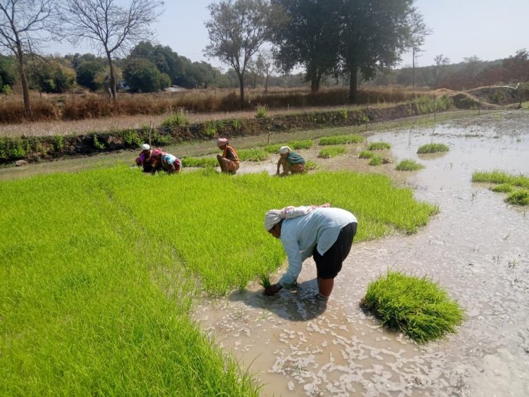 धान के साथ वैकल्पिक फसलों की ओर बढ़ते धमतरी के किसान, रागी की खेती में बढ़ी भागीदारी