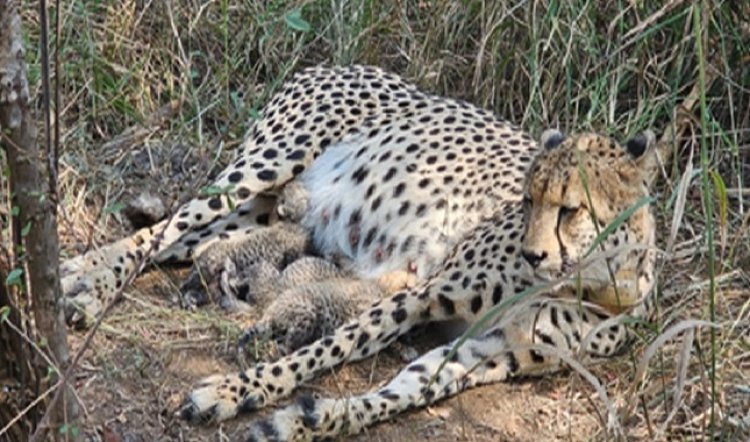 कूनो में ख़ुशी की लहर : मादा चीता गामिनी ने तीन शावकों को दिया जन्म