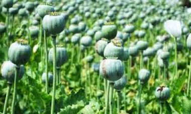 अफीम की खेती पर सख्त हुए मुख्यमंत्री साय, संलिप्त लोगों के विरुद्ध की गई कड़ी कार्रवाई