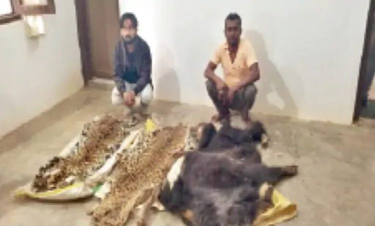 छत्तीसगढ़ में शिकारियों का नेटवर्क अब भी सक्रिय, तीन साल में 100 से ज्यादा वन्य अपराध; अब सामाजिक बहिष्कार की तैयारी