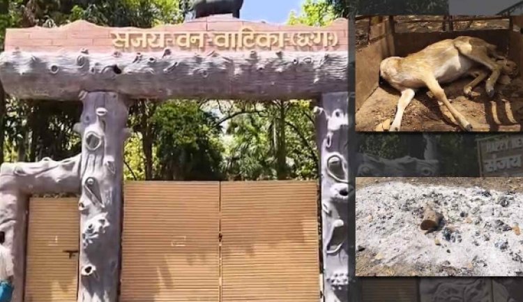 15 हिरणों की मौत के बाद प्रभारी समेत 4 कर्मचारी निलंबित