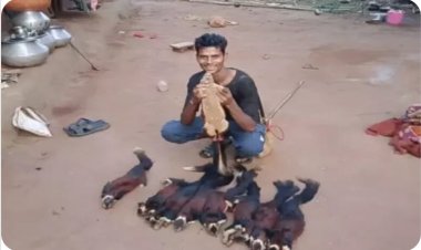 छत्तीसगढ़ में राजकीय पशु का शिकार, सोशल मीडिया में रील डालकर फंसा शिकारी