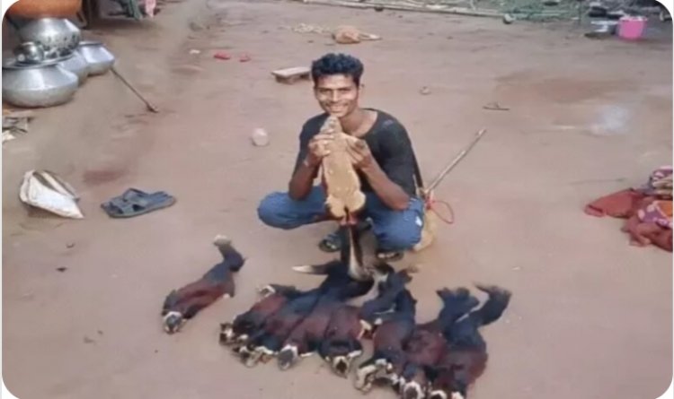 छत्तीसगढ़ में राजकीय पशु का शिकार, सोशल मीडिया में रील डालकर फंसा शिकारी