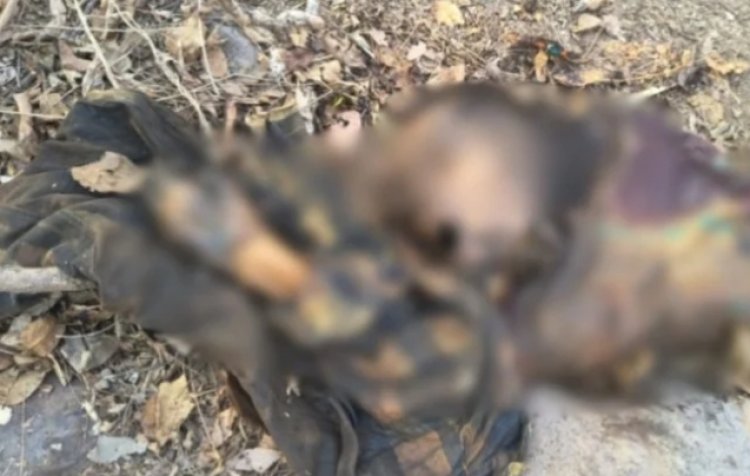 CG Crime: जंगल में मिली सड़ी गली लाश, मचा हड़कंप…
