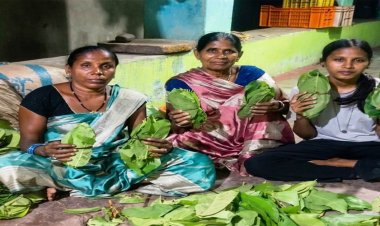 हरा सोना बना समृद्धि का आधार : तेंदूपत्ता खरीदी की बढ़ी दर ने संग्राहकों का बढ़ाया उत्साह व भरोसा, हर फड़ पर रौनक