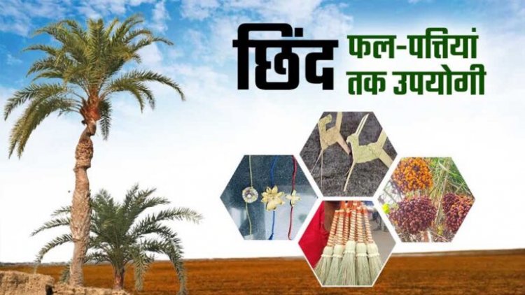 CG News: रायपुर : बस्तर की नई वैश्विक पहचान: जंगलों में फेंके जाने वाले छिंद के बीजों से तैयार हुई अनोखी हर्बल कॉफी