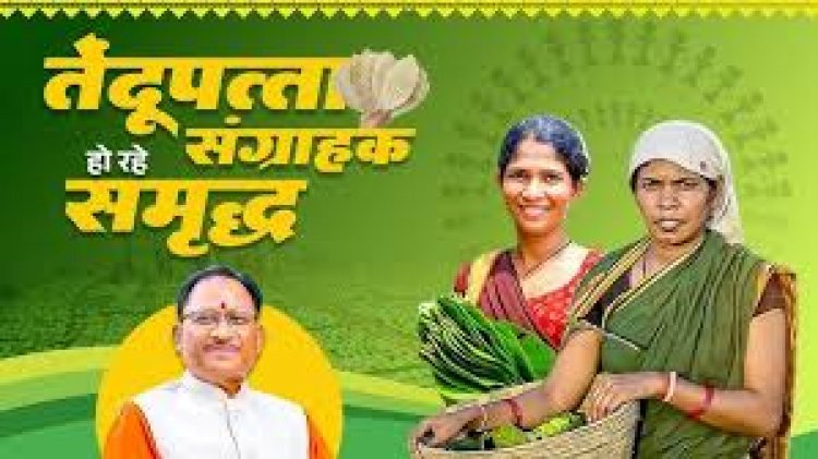 तेन्दूपत्ता संग्राहकों को मिली बड़ी राहत, पहले चरण में 12 हजार से अधिक हितग्राहियों के खातों में पहुंचे 12 करोड़