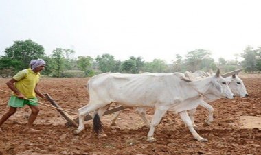 प्रदेश में मानसून के दस्तक के साथ ही खेती-किसानी में तेजी, राज्य में 6.25 लाख हेक्टेयर क्षेत्र में लक्ष्य का 13 प्रतिशत बोनी पूर्ण